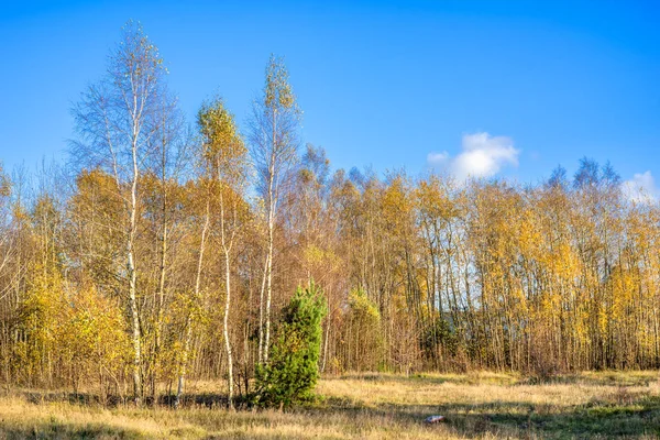 Γραφικό τοπίο του φθινοπώρου, το δάσος με κίτρινα δέντρα και το γαλάζιο του ουρανού, πανοραμική θέα — Φωτογραφία Αρχείου