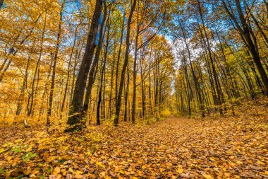 Orman, peyzaj, sarı ağaç ve düşen yapraklar sonbahar, sonbahar doğa manzara yolu