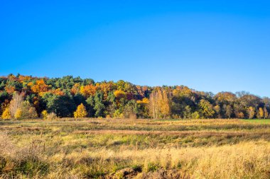 Sonbahar, güneşli gün ve mavi gökyüzü alana üzerinde renkli ağaçlar, yatay, ormanda