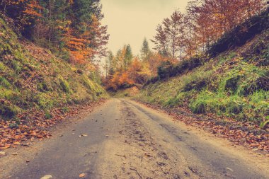Sonbahar orman, yol, Sonbahar, doğada yolda Oktober peyzaj tonlu görüntü