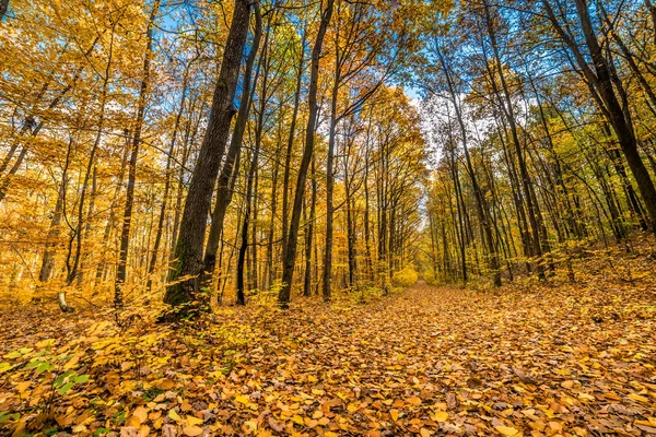 Orman, peyzaj, sarı ağaç ve düşen yapraklar sonbahar, sonbahar doğa manzara yolu
