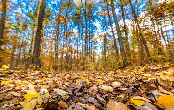 Spadek liści na drodze w lesie, jesień krajobraz, przyroda tr — Zdjęcie stockowe