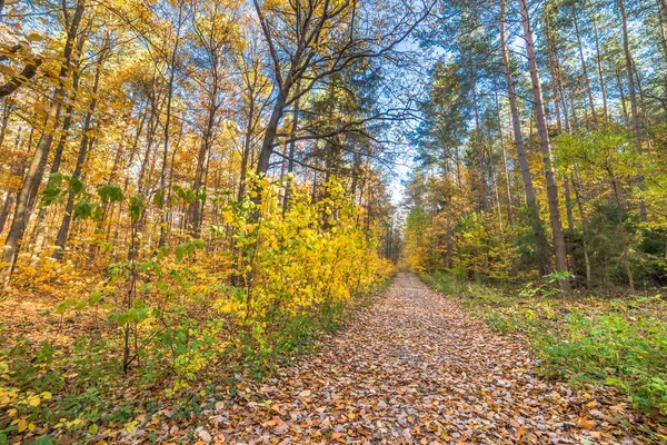Yolu düşen yapraklar ormandaki altın sonbahar, sonbahar manzara ile