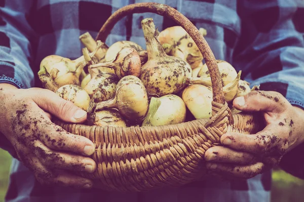 Organic vegetables - farmers hands holding vegetable harvested in organic garden, basket full of onion direct from the soil