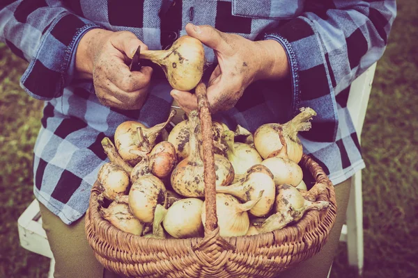 Органічні овочі, фермер із зібраною продукцією. Руки фермерів працюють на збирання цибулі . — стокове фото