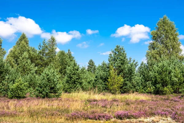 Borovice lesní a heather květiny pole, podzimní krajina s modrou oblohou v slunečný den — Stock fotografie