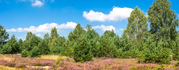 Λουλούδια της ερείκης στο πεδίο, Πανόραμα, πράσινη φύση κάτω από το γαλάζιο του ουρανού, στις αρχές του φθινοπώρου, Πολωνία — Φωτογραφία Αρχείου