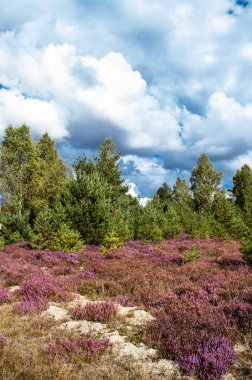 Çam ormanı ve heather çiçekler, sonbahar manzara, görüntü tonda