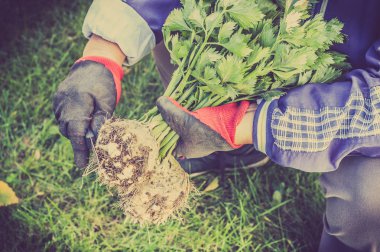 Organik sebze, Çiftçi hasat üretmek ile. Kereviz çalışan çiftçi elleri hasat