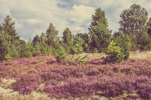 Forêt de pins et fleurs de bruyère, paysage d'automne, image tonique — Photo
