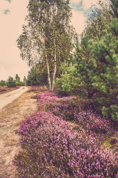 Сільський пейзаж з вересовими квітами в лісі на дорозі — стокове фото