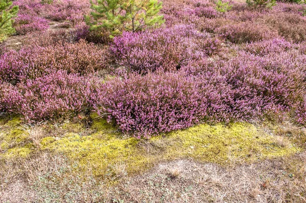 Campo de flores de brezo, primer plano en el bosque — Foto de Stock