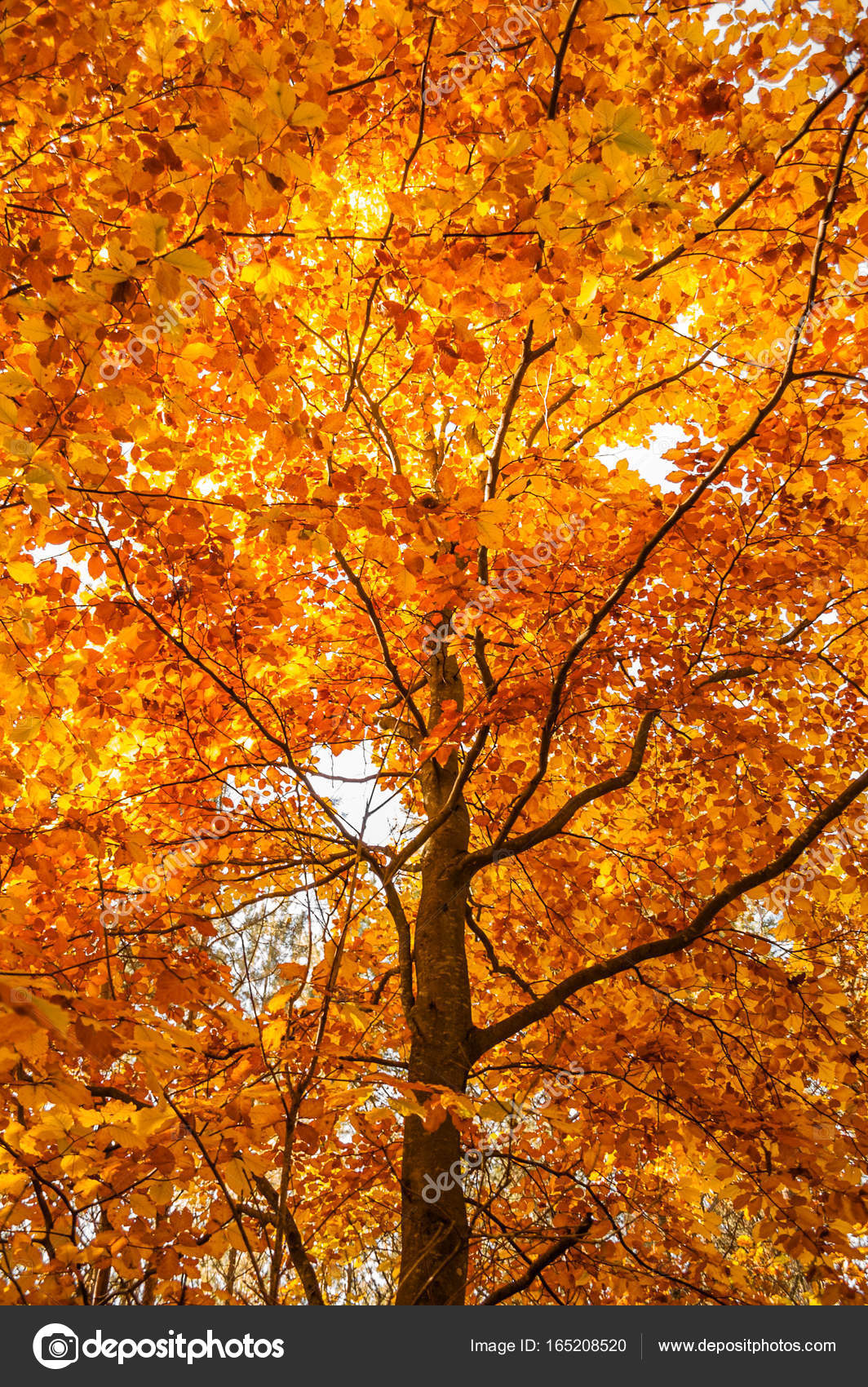 Beautiful autumn tree with orange and yellow leaves on the branches Stock  Photo by ©alicjane 165208520