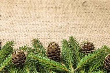 Çam kozalakları rustik zemin üzerine yeşil Noel ağacı şube