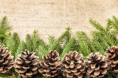 Çam kozalakları rustik zemin üzerine yeşil Noel ağacı şube