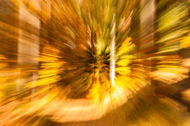 Bulanık arka plan ile doğal sonbahar duvar kağıdı