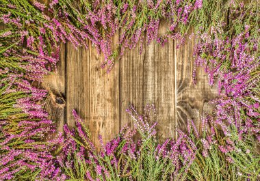 Heather çiçekler, sonbahar arka plan, çerçeve çiçek