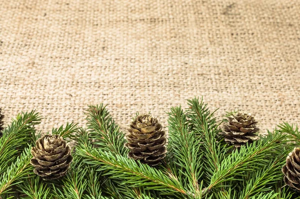 Çam kozalakları rustik zemin üzerine yeşil Noel ağacı şube