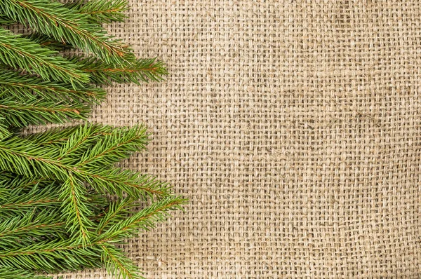 Yeşil çam ağacı, Noel arka plan, metin için boş yer