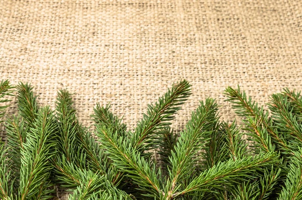 Rustik zemin üzerine yeşil Noel ağacı dalı