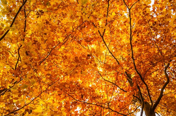 Yellow leaves on tree. Autumn wallpaper. — Stock Photo, Image