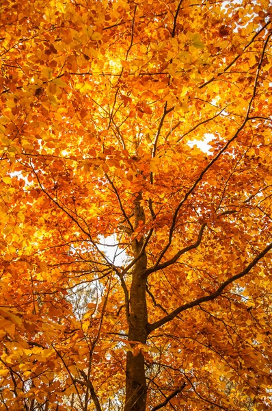 Bel arbre d'automne avec des feuilles orange et jaune sur les branches — Photo