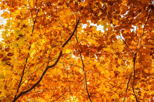 Жовте листя на дереві. Осінні шпалери . — стокове фото