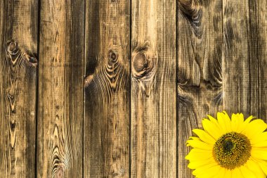 Ayçiçeği ahşap arka plan, sonbahar çiçek üzerinde