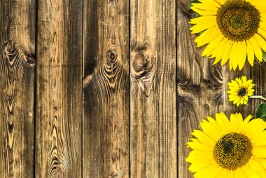 Ayçiçeği ahşap arka plan, sonbahar çiçek üzerinde