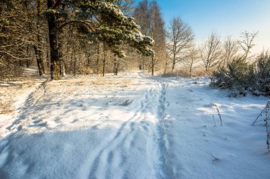 Kış orman yolu ile güneşli sabah karda peyzaj