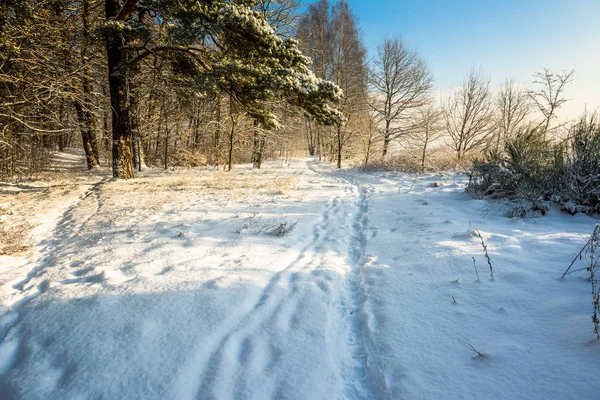 Kış orman yolu ile güneşli sabah karda peyzaj