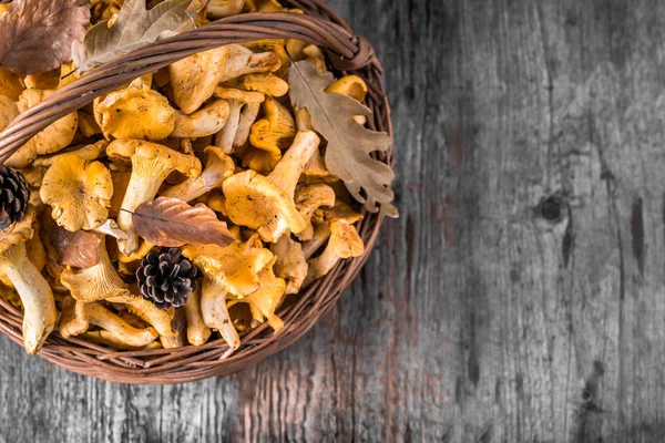 Ahşap masa üzerinde bir sepet içinde taze chanterelles mantar