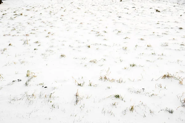 Veld in de sneeuw, achtergrond — Stockfoto