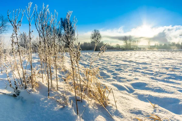 Paesaggio di campo invernale coperto di neve ed erba alta — Foto Stock