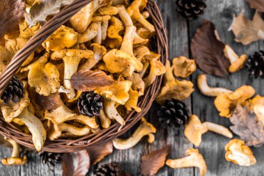 Ahşap masa üzerinde bir sepet içinde taze chanterelles mantar