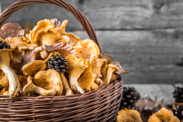 Свіжі гриби лисички в кошику на дерев'яному столі — стокове фото