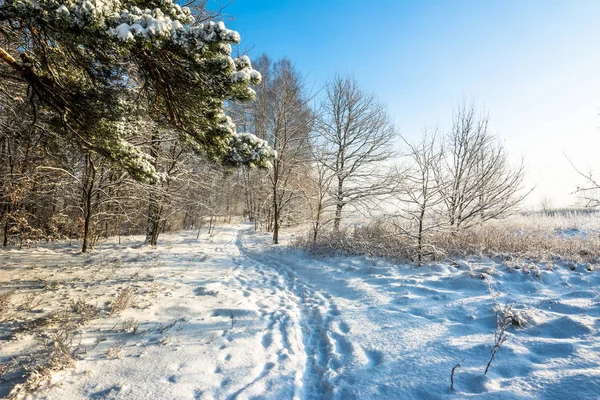 Зимний пейзаж со снегом в лесу — стоковое фото