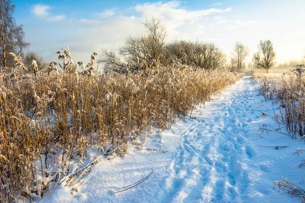 Sunny paesaggio invernale con neve sul sentiero attraverso il campo e l'erba — Foto Stock