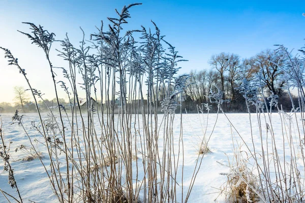 Erba alta nella neve, gelo paesaggio invernale, scena di campagna — Foto Stock