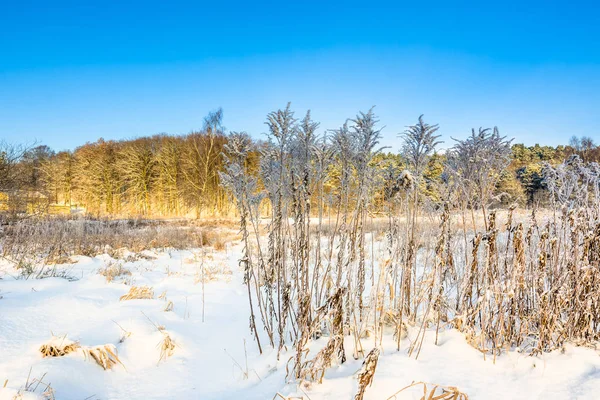 Yüksek otların arasında kar, buz kış manzara ve mavi gökyüzünde