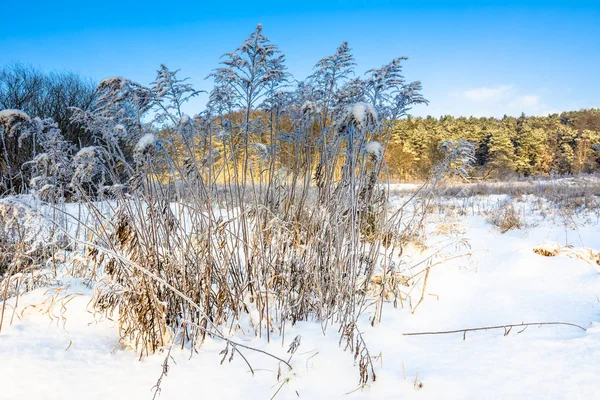 Yüksek otların arasında kar, buz kış manzara ve mavi gökyüzünde
