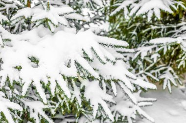Noel Ladin ağaçlarda kar, beyaz kabartmak karlı, kış sahne kaplı dalları