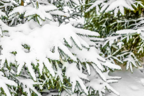 Noel Ladin ağaçlarda kar, beyaz kabartmak karlı, kış sahne kaplı dalları