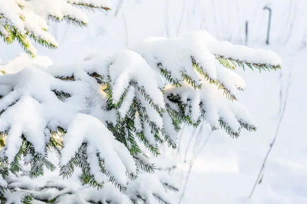 Albero di abete rosso natalizio nella neve, ramo coperto di lanugine bianche innevate, scena invernale — Foto Stock