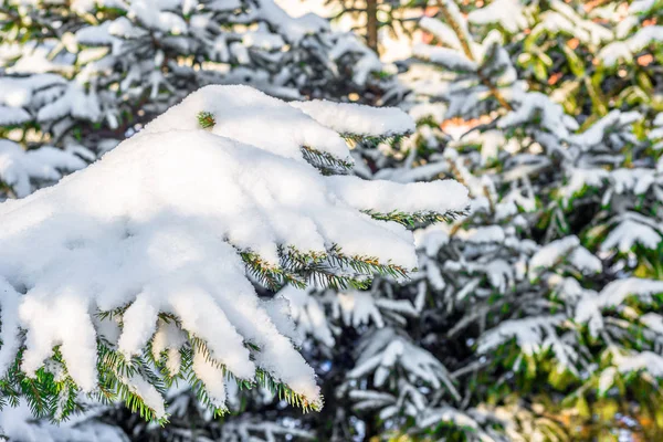 Alberi di abete rosso di Natale nella neve, rami ricoperti di lanugine bianche innevate, scena invernale — Foto Stock