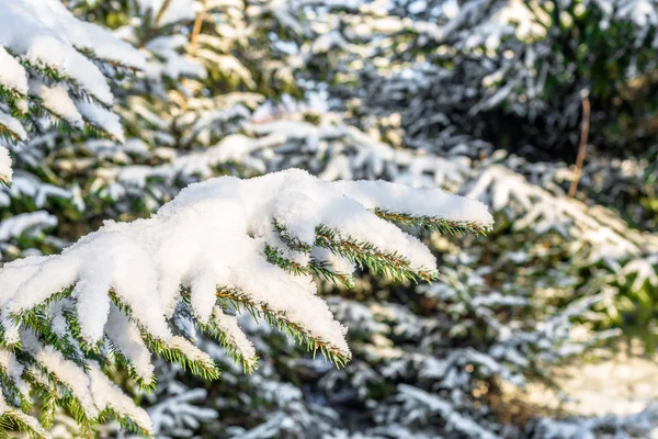 Abeto de Navidad en la nieve, ramas cubiertas de pelusa blanca nevada, escena de invierno —  Fotos de Stock