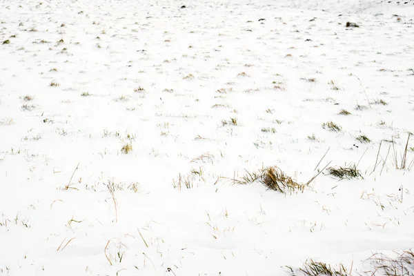 Veld bedekt sneeuw, winter achtergrond — Stockfoto