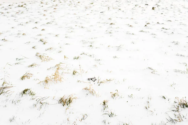 Feld im Schnee, Hintergrund, Winter Textur — Stockfoto