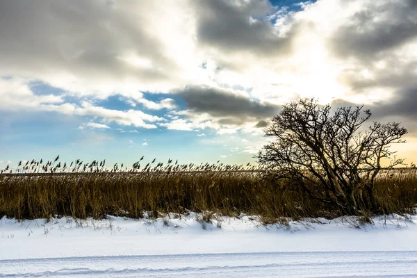Moody kış manzarası göl üzerinde yalnız ağaç ile siluet