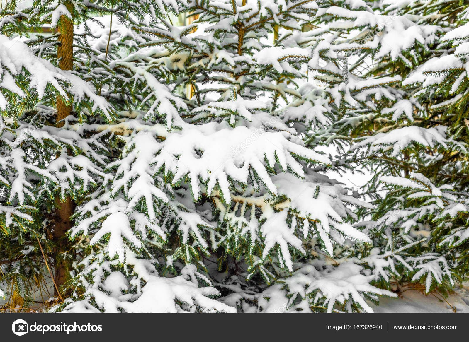 White christmas trees in snow, fir branches with snowy fluff, winter